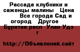 Рассада клубники и саженцы малины › Цена ­ 10 - Все города Сад и огород » Другое   . Бурятия респ.,Улан-Удэ г.